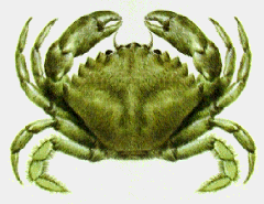 crab