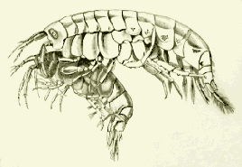 gammarus