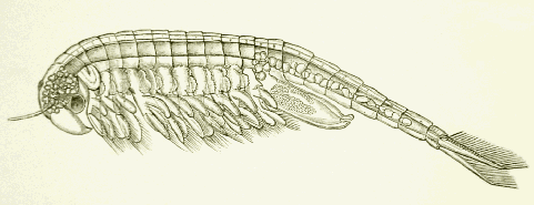 fairy shrimp