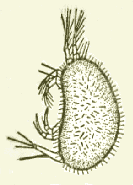 seed shrimp