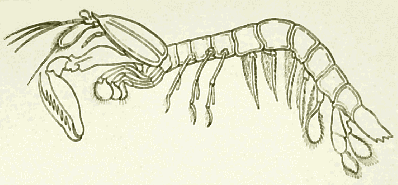mantis shrimp