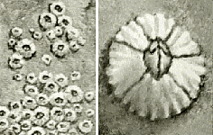 barnacle