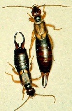 EARWIG