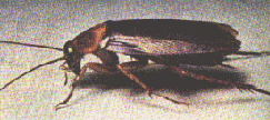 COCKROACH