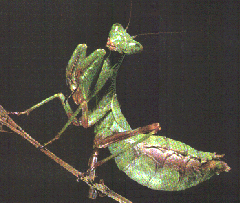 MANTID