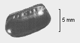 OOTHECA