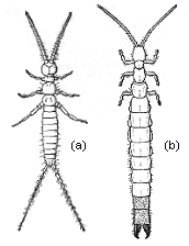 ADULTS