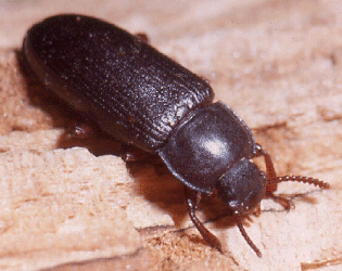 TENEBRIO