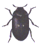 FUR BEETLE