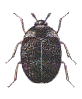 CARPET BEETLE