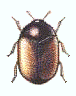 KHAPRA BEETLE