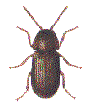 DRUG-STORE BEETLE