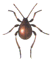 GIBBIUM