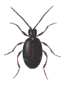 PTINUS FEMALE