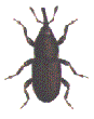 RICE WEEVIL