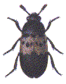 LARDER BEETLE
