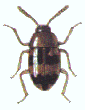 WASTE GRAIN BEETLE