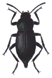 CELLAR BEETLE