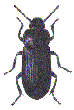 MEALWORM