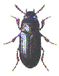LESSER MEALWORM