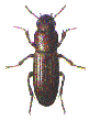 FLOUR BEETLE