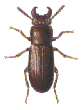 HORNED FLOUR BEETLE