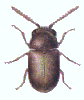 CIGARETTE BEETLE