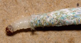 case-bearing clothes moth larva