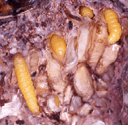wax moth larvae