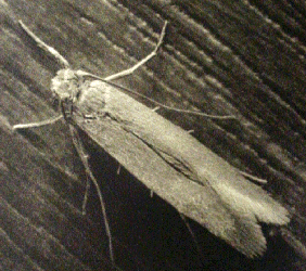 common clothes moth adult
