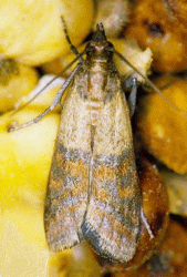 indian meal moth adult