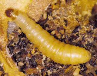 indian meal moth larva