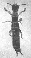 ADULT FEMALE