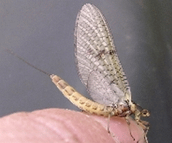 ADULT