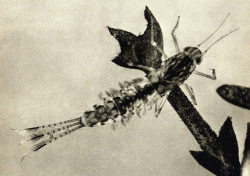 NYMPH