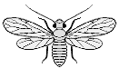 F25a