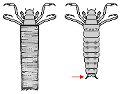 F76a