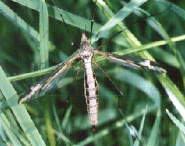 Crane-fly