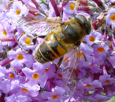 Drone-fly