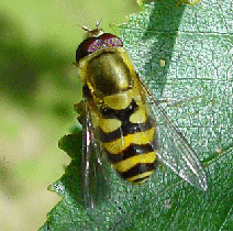 Hover-fly