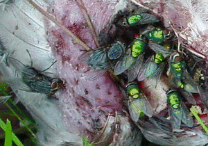 Blow-fly
