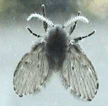 Moth-fly