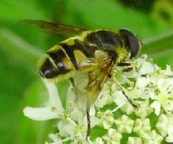 Hover-fly