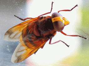 Hover-fly