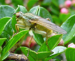 Yellow Dung-fly