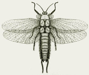 Homoioptera