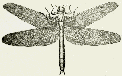 Meganeura
