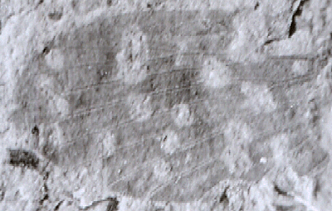 fossil wing