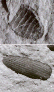 fossil beetle