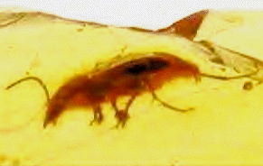 ground beetle